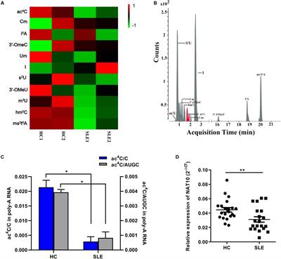 Epitranscriptomic N4-Acetylcytidine Profiling in CD4+ T Cells of Systemic Lupus Erythematosus